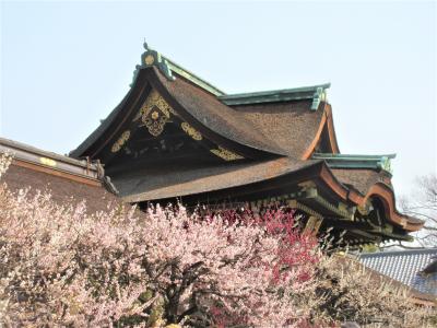 浅春の京都梅の香巡り ２ 　北野天満宮の梅園