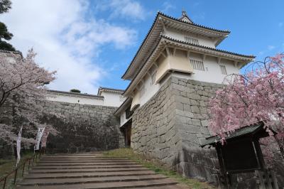 桜満開の霞ヶ城公園を散策して杉乃家で「なみえ焼そば」を食べてきました