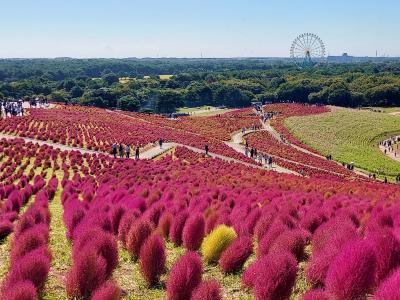 ひたちなか海浜公園・・真っ赤なコキアも見事だけどコスモスも好き♪