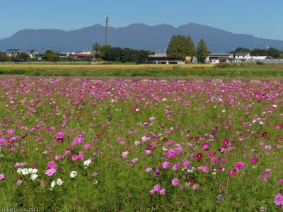 伊勢崎市小泉町のコスモス畑_2023(2)_まだ満開前の様ですが、シーズン終了の雰囲気でした。