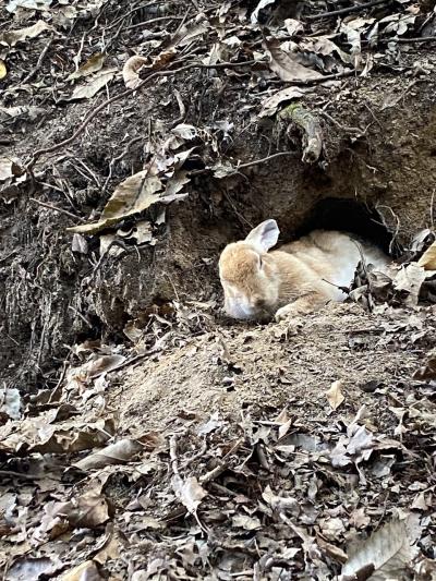 うさぎと野球