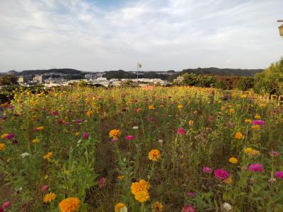 くりはま花の国のコスモスまつり、追浜公園と野島公園を散歩してリハビリを