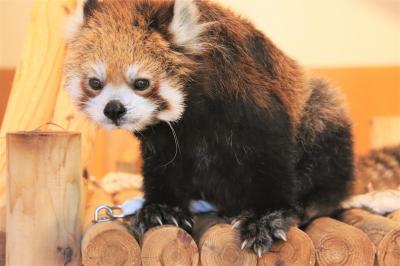 那須と初ひたちのレッサーパンダ遠征はまだ残暑（８）かみね動物園（前）レッサーパンダはお年寄りサクラちゃんが１番元気～子ビーバーやフラミンゴ雛