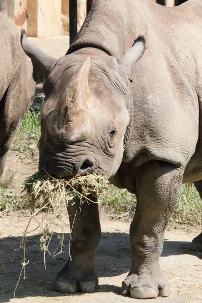 那須と初ひたちのレッサーパンダ遠征はまだ残暑（９）かみね動物園（後）ペンギンやヒグマのもぐもぐタイムやキリンやカバなど大型動物＆「がおーく」