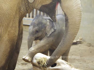 【レッサーパンダ遠征記】秋の札幌＆釧路（２）パールの赤ちゃんはじめまして☆円山動物園