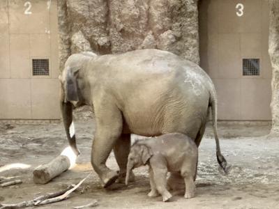 名前はタオに決まったお(よ)！円山動物園で待ってるゾウ♪