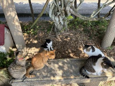 カナダ姉さんと猫ざんまい(=^x^=) 熊本.鹿児島.宮崎.大分