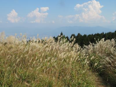 秋の葛城山そよ風に揺れるススキの大平原パノラマ