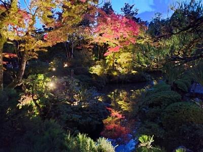 輪王寺の紅葉ライトアップに行ってきました