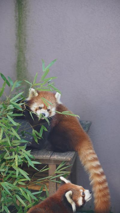 レッサーパンダはかわゆい !!! 徳山動物園