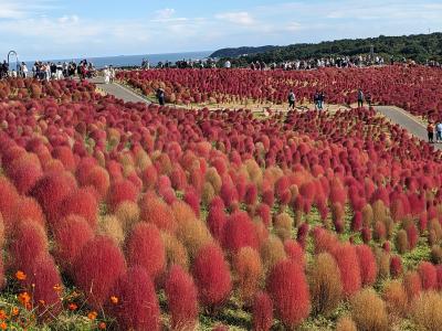 コキアで秋を感じる♪inひたちなか海浜公園