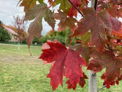 秋のカナダ4泊6日 モントリオール&ケベック