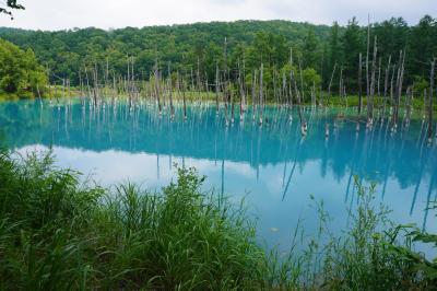 思い出の北海道！子連れでグルメも景色も動物園も楽しむ旅