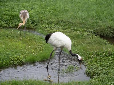 大自然の中の北海道 &#39;23夏（４）霧多布と丹頂鶴自然公園