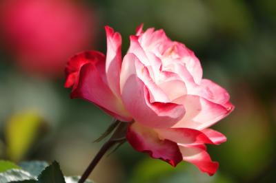 島田市バラの丘公園 秋薔薇お散歩