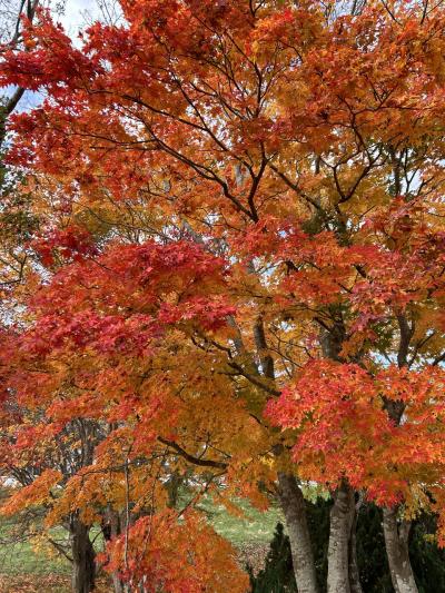 八雲温泉おぼこ荘　知内温泉旅館　清龍園　TOYA乃の風リゾート　びっくり雪虫！前編