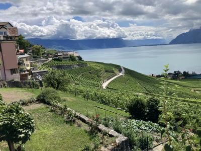 レマン湖畔の絶景に広がるラヴォー地区のぶどう畑を歩き、珍しいスイスワインを堪能＝2023年夏⑥