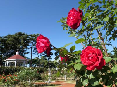 「敷島公園バラ園」の秋バラ_2022_綺麗に咲き揃っていました（群馬県・前橋市）