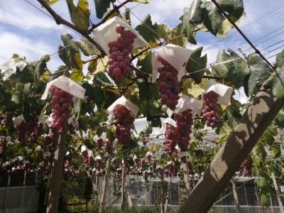 2023年9月勝沼ぶどう狩り　日帰り旅&#127815;