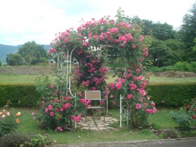 ６月中旬の八木崎公園、ラベンダーとアジサイは咲き始めでしたが、他の花を見ることができました。