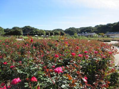 癒しの岐阜ローズガーデン