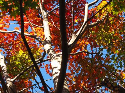 紅葉を求めて。文化の日に熊鈴が鳴り響く高尾山から陣馬山まで縦走してきた。