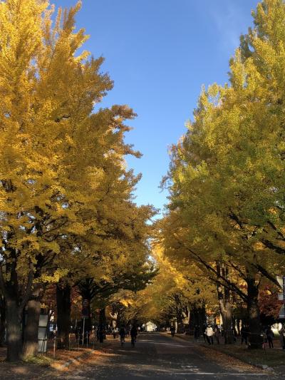 札幌の秋　北大金葉祭　他