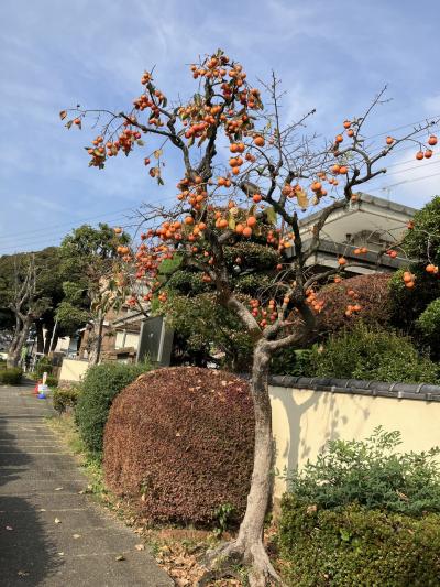 盆栽村、大宮を少しだけ散策してみたら盆栽の奥深さに触れてオドロイタ！