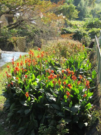 蓑毛橋下流の金目川河川敷に咲くカンナ（秦野市蓑毛）