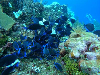 ホンジュラス５日間①