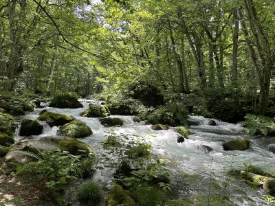 2023夏　青森一人旅（ねぶた祭りを見に行く）　その1　～奥入瀬渓流・十和田湖～