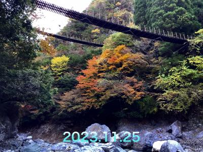 樅木吊り橋