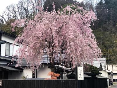 満開の桜の花は見れませんでしたが、所々の路地に短い命の花を咲かせている桜を見ると感動しました。