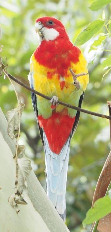 キャンベルタウン野鳥の森