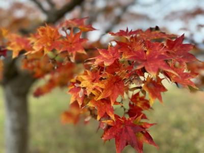 【前編】夫婦でANAインターコンチネンタル安比高原に泊まる旅＊白龍・御所湖紅葉・アフタヌーンティー＊