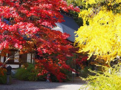 紅葉の甲信ドライブ 2023 Part Two （鴻ノ巣山）