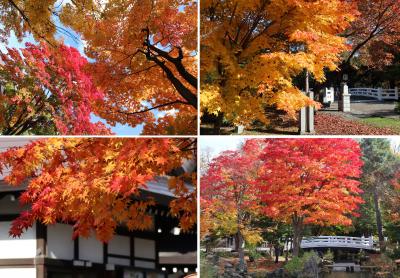 照葉燃ゆる錦秋の北の街　旭川