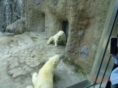 旭川でジンギスカンと旭山動物園