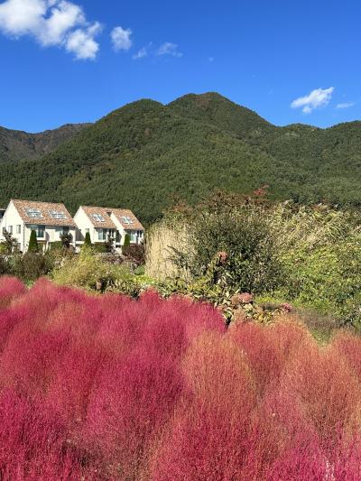 【弾丸】日帰りコキア旅 富士山と花の名所  \ 山梨 大石公園 /