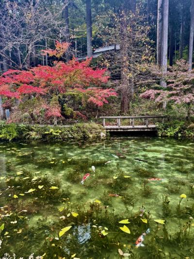 今年の紅葉&#127809;は、岐阜で愛でます@東急ハーヴェストクラブ飛騨高山