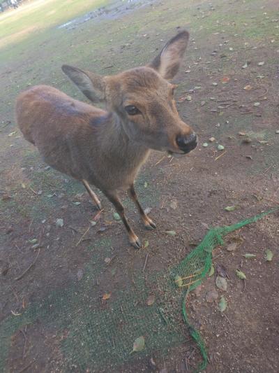 弾丸　第三弾　奈良県