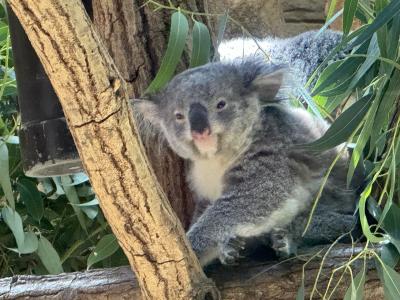 幼少期以来の来園　名古屋東山動植物園　コアラに子象