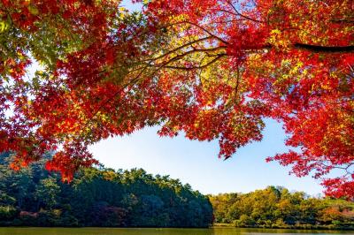 志高湖の紅葉　2023