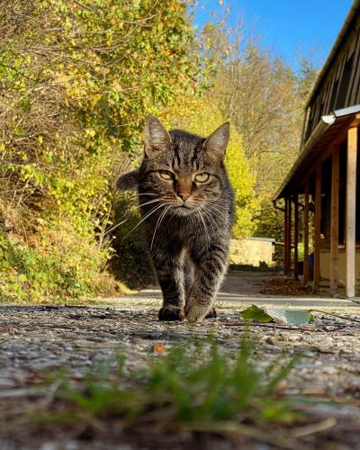 秋真っ盛りのポーランド南部(o^^o)ワクワクする町を歩いて来ましたぁ③カジミエシュを歩いてランツコロナへ