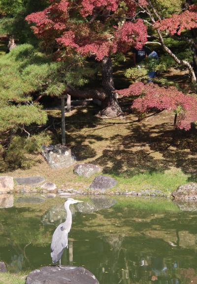 錦秋の京都（３）『京都仙洞御所』参観！