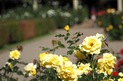 11月の東京・秋バラを見に神代植物公園へ、そして深大寺参拝