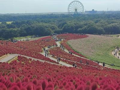 バスツアーで女子旅★ひたち海浜公園のコキアや色々欲張り旅★