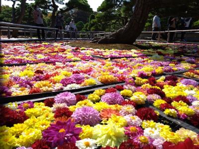 ひょっこりだいこん島の花筏