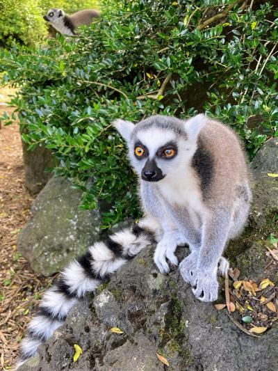 ふらり子連れ動物公園