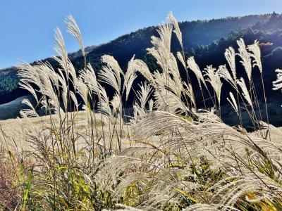 ススキ~バラ~紅葉色づき始めた秋の箱根へ☆3日目